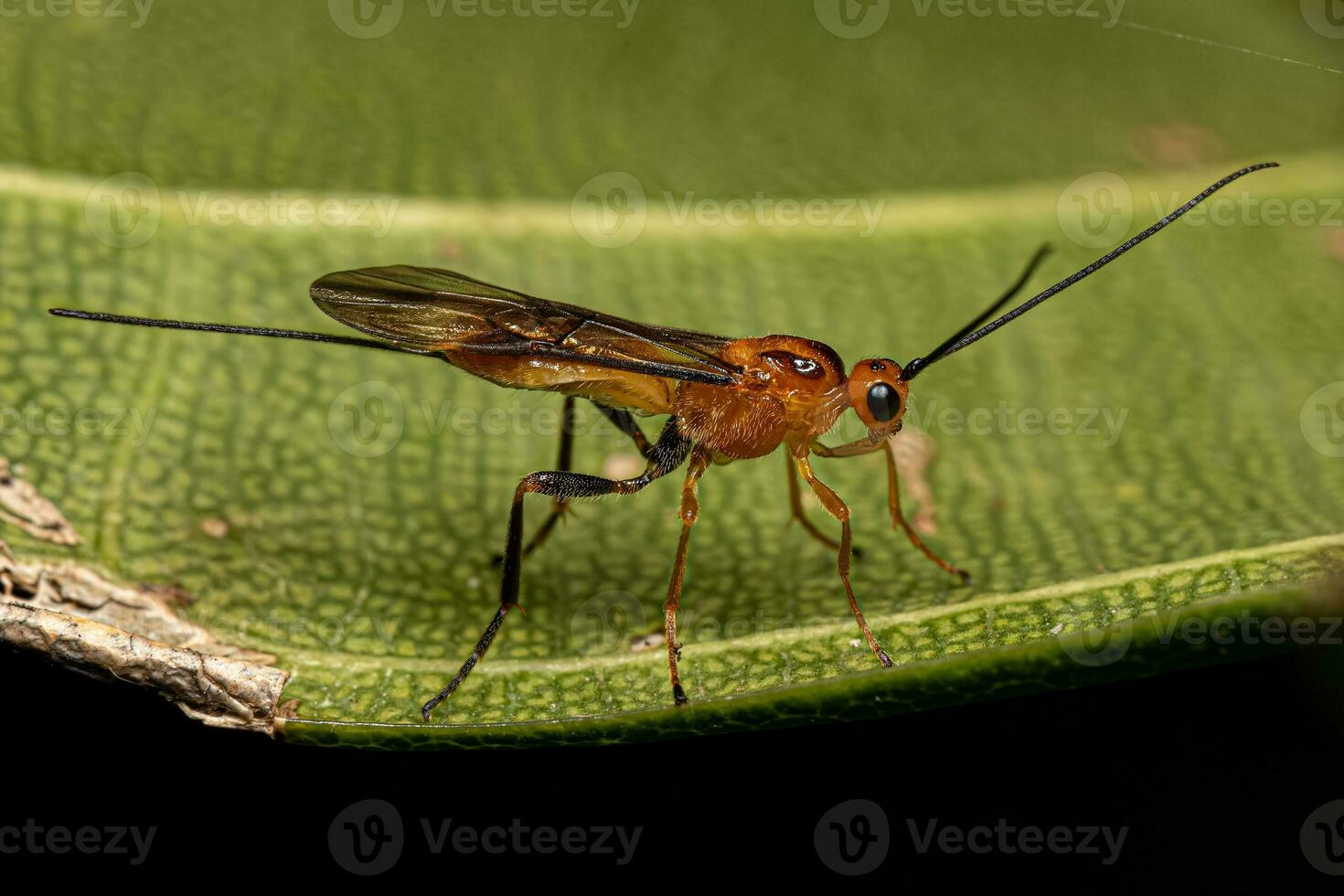 Adult Braconid Wasp photo