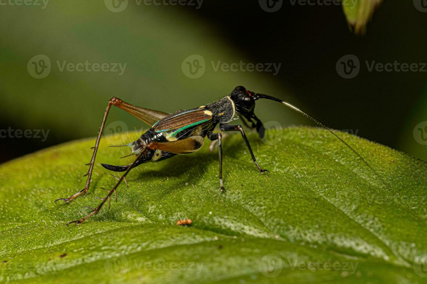 Small True Cricket photo
