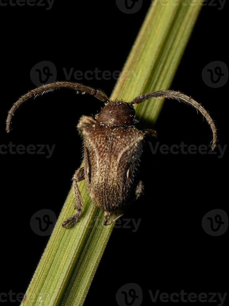 escarabajo de cuernos largos adulto foto