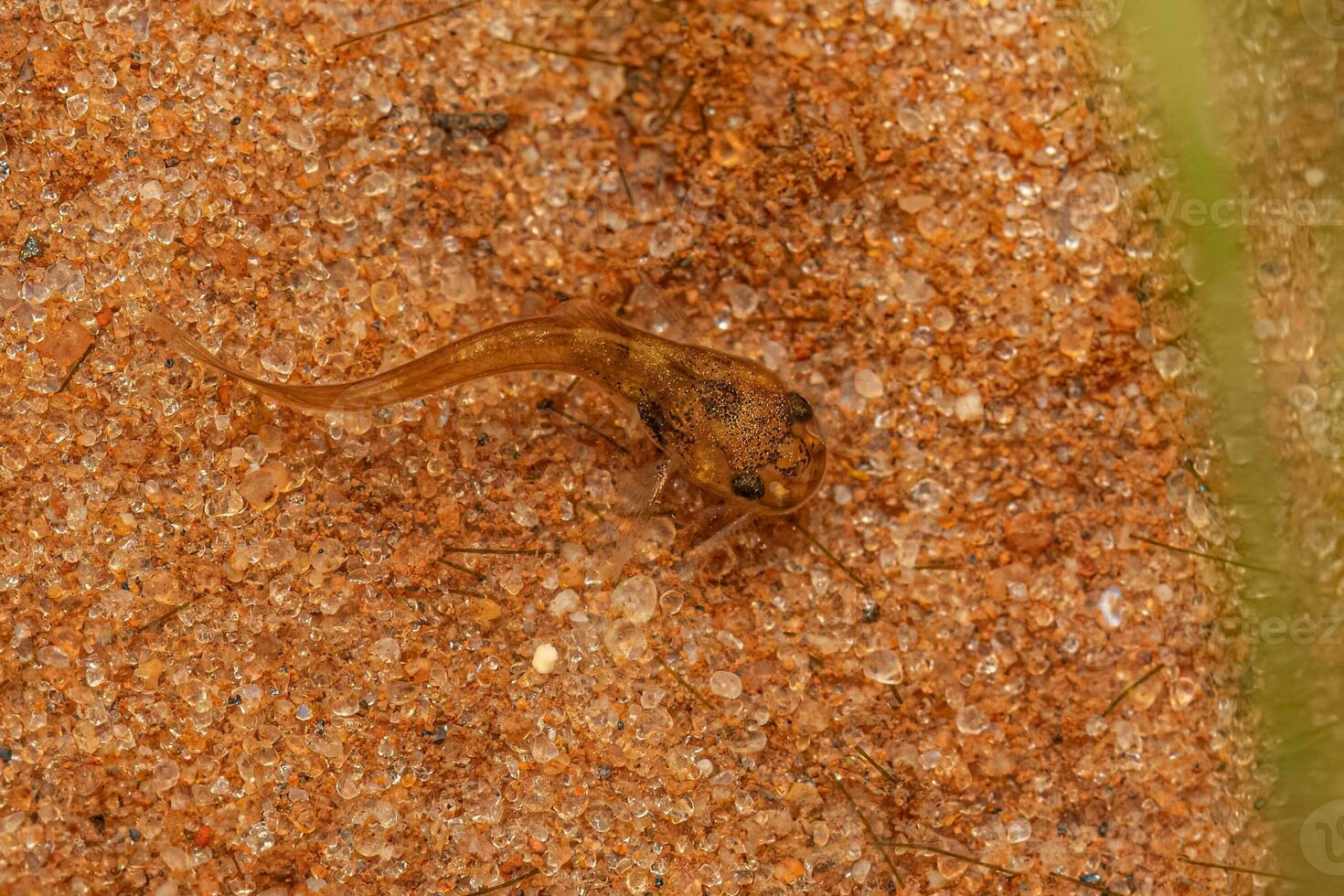 Small Catfish Animal photo