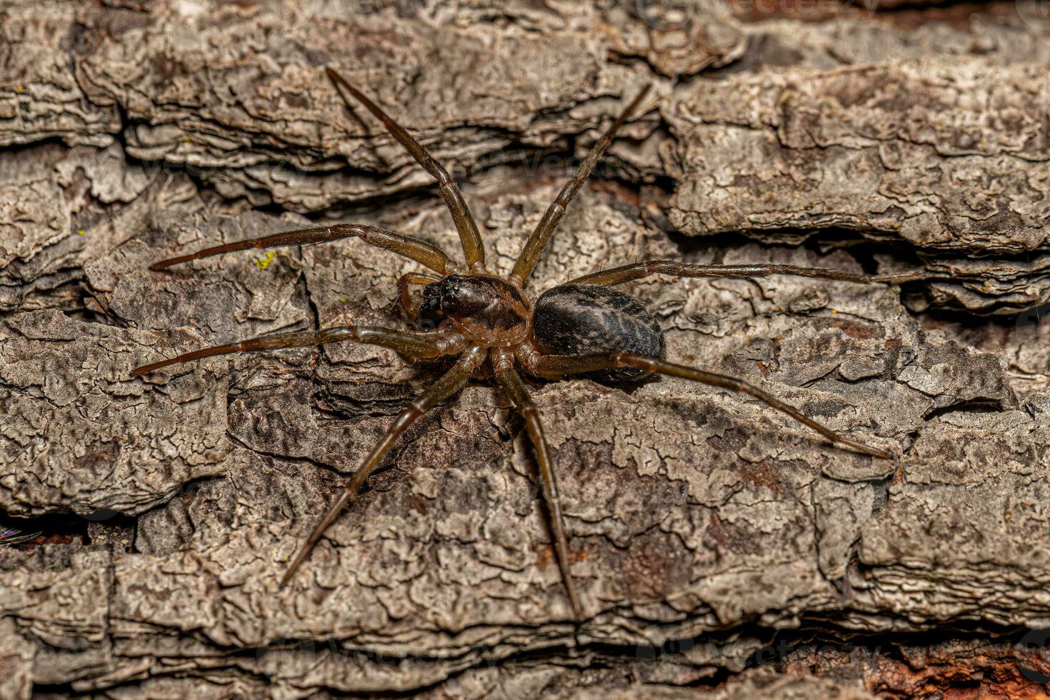 Small Corinnoid Spider photo