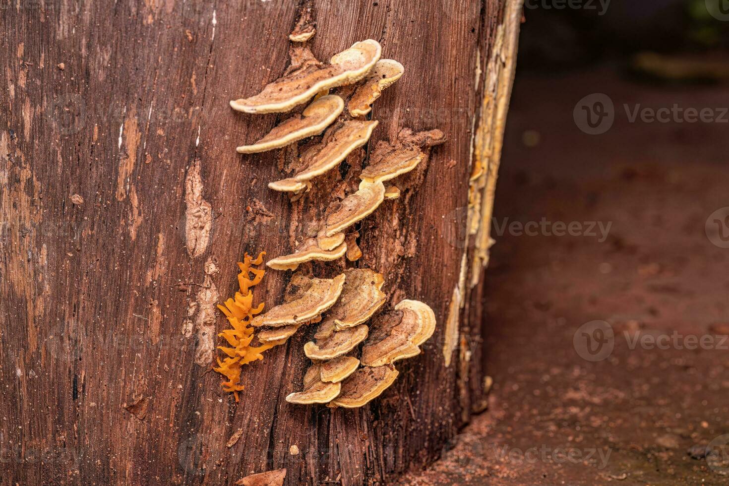 Small Fungi in a trunk photo
