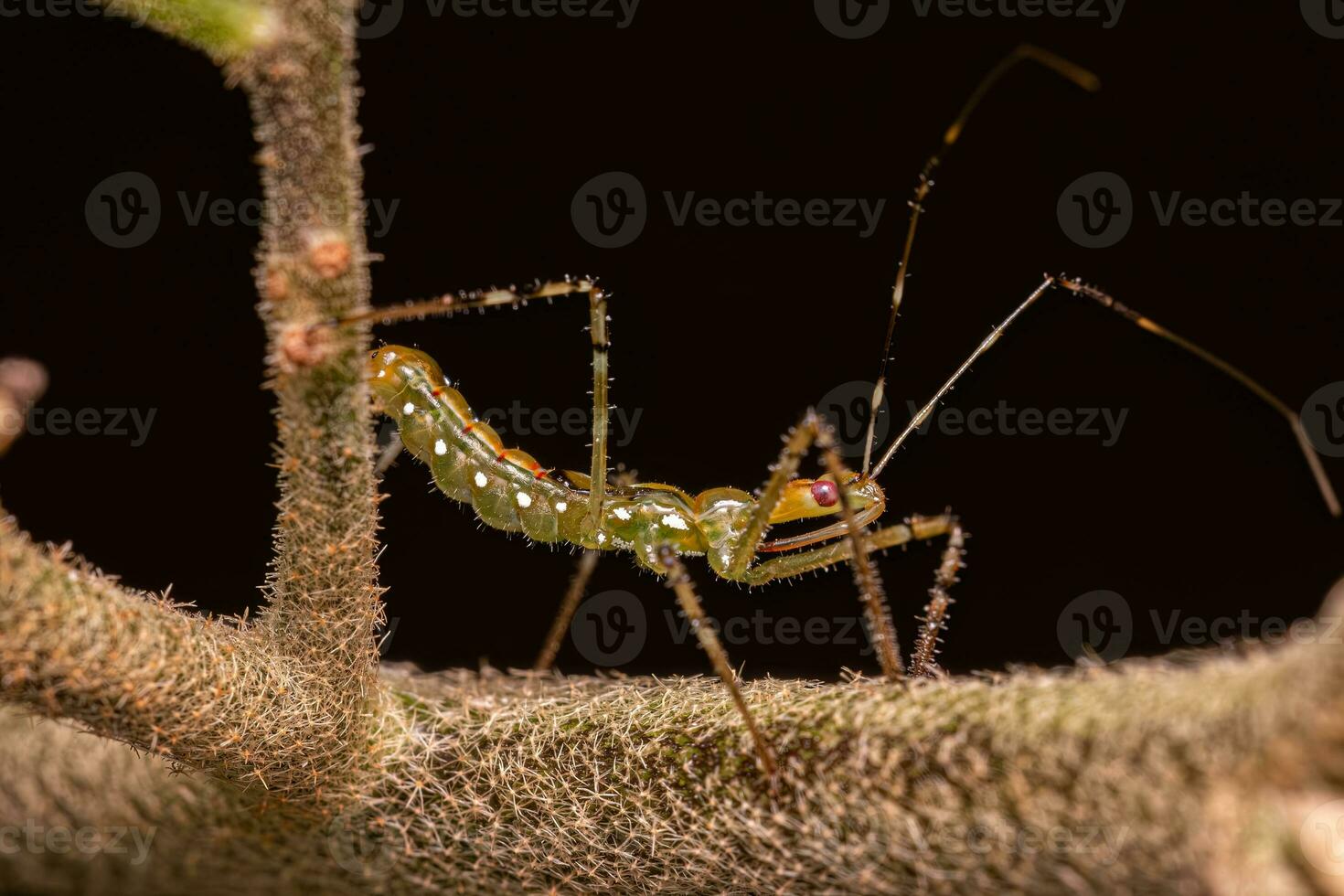 Assassin Bug Nymph photo