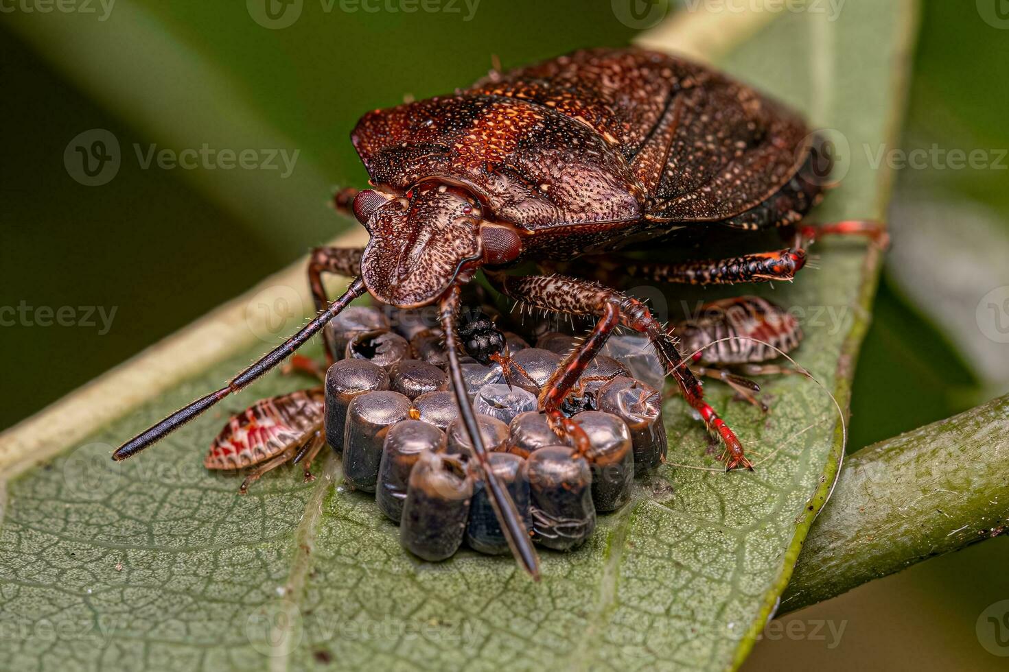 Stink bug protecting eggs photo