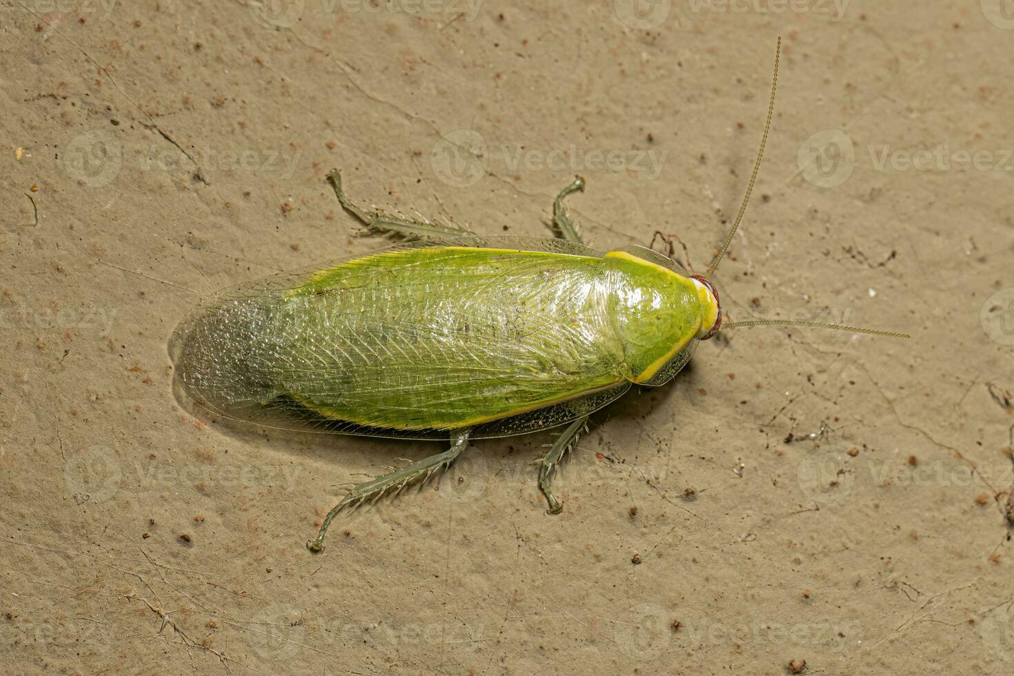 cucaracha gigante verde adulta foto