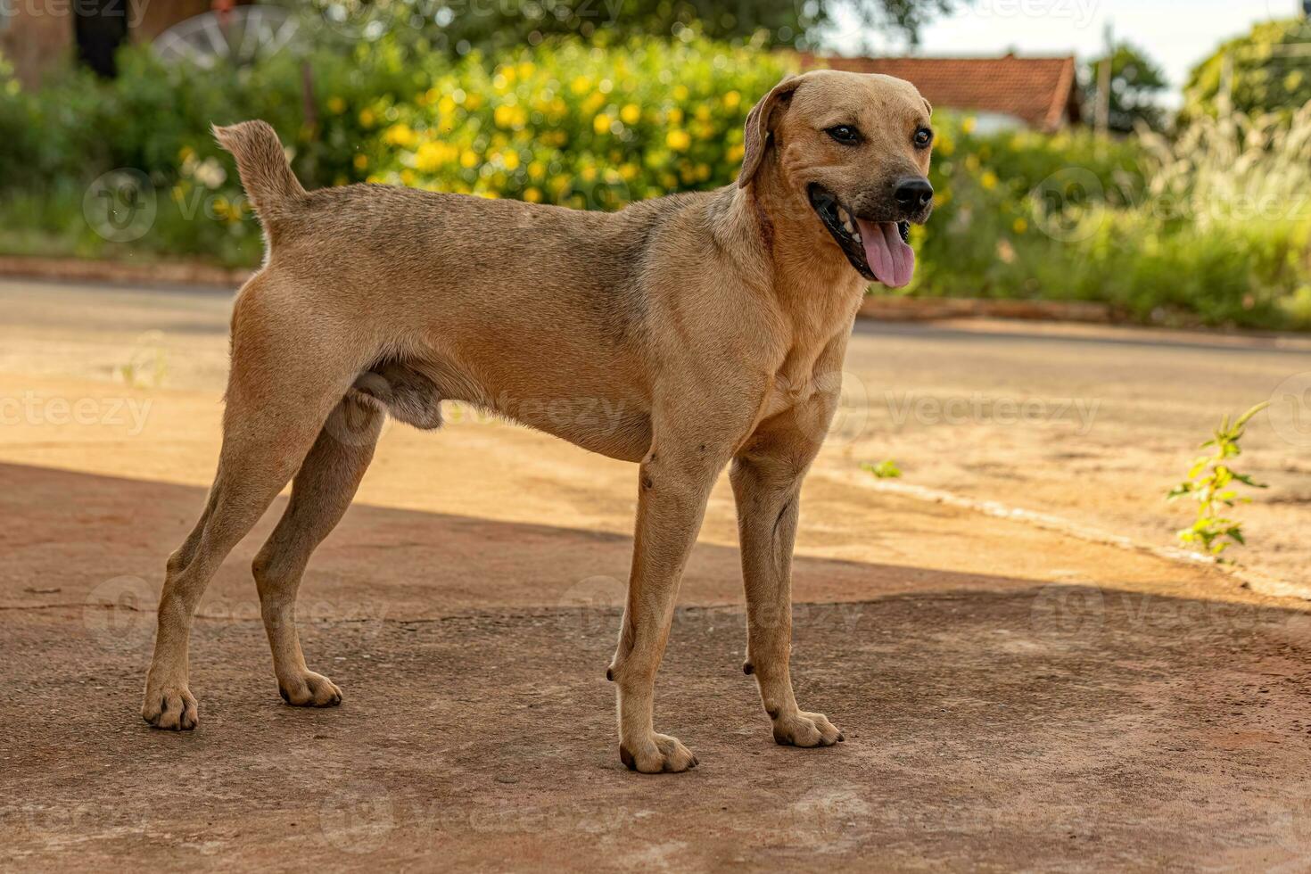 dog abandoned on the street photo