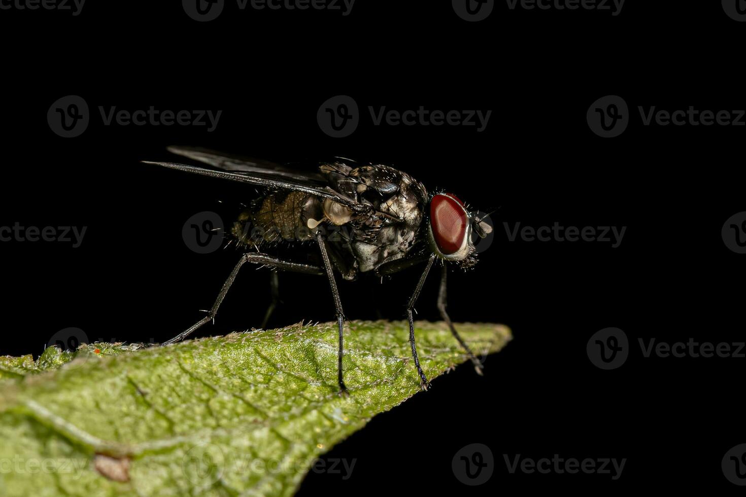 Adult Muscoid Fly photo