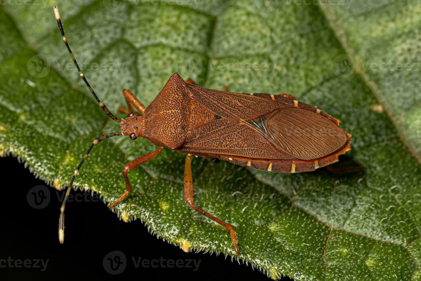 Adult Squash Bug photo