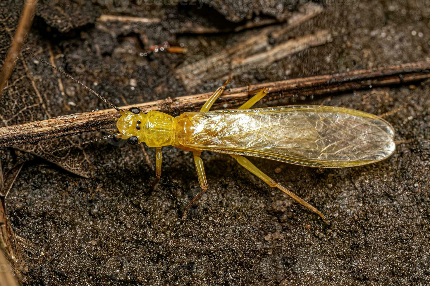 Adult Common Stonefly insect photo