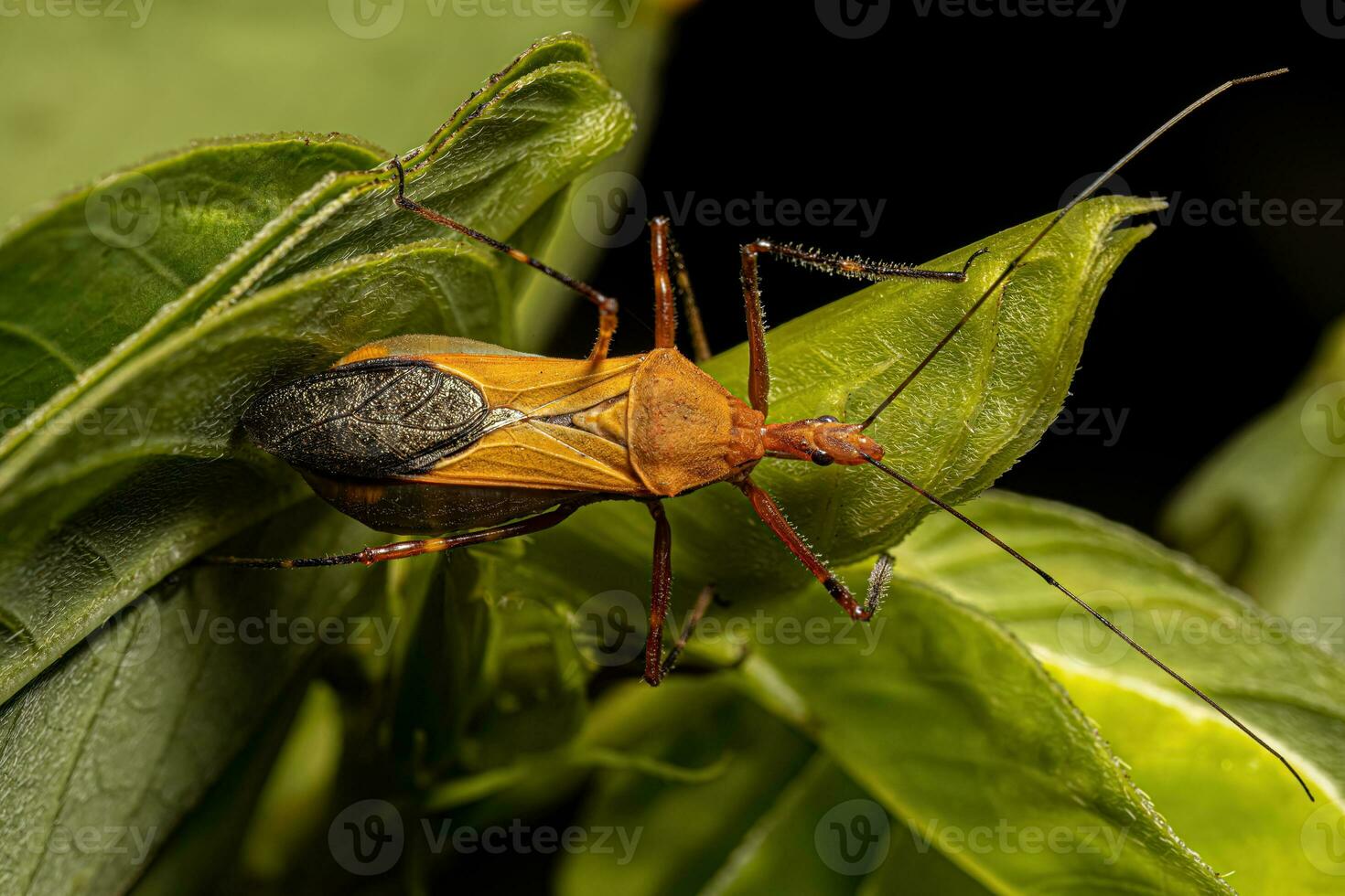 Adult Assassin Bug photo