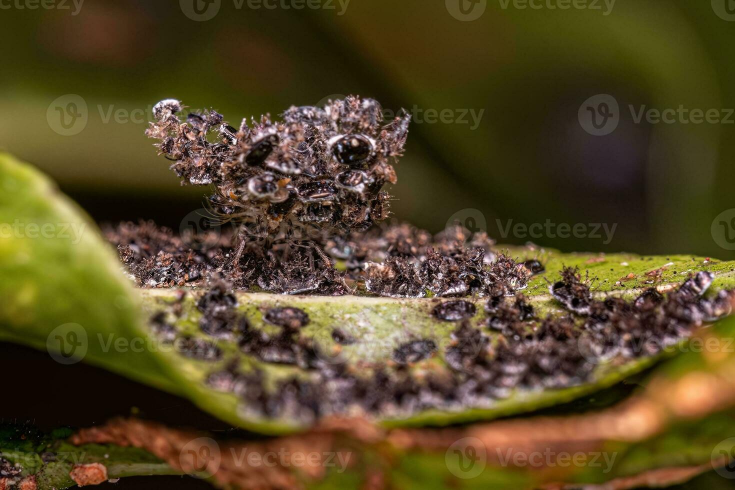 agrios negro mosca insectos foto