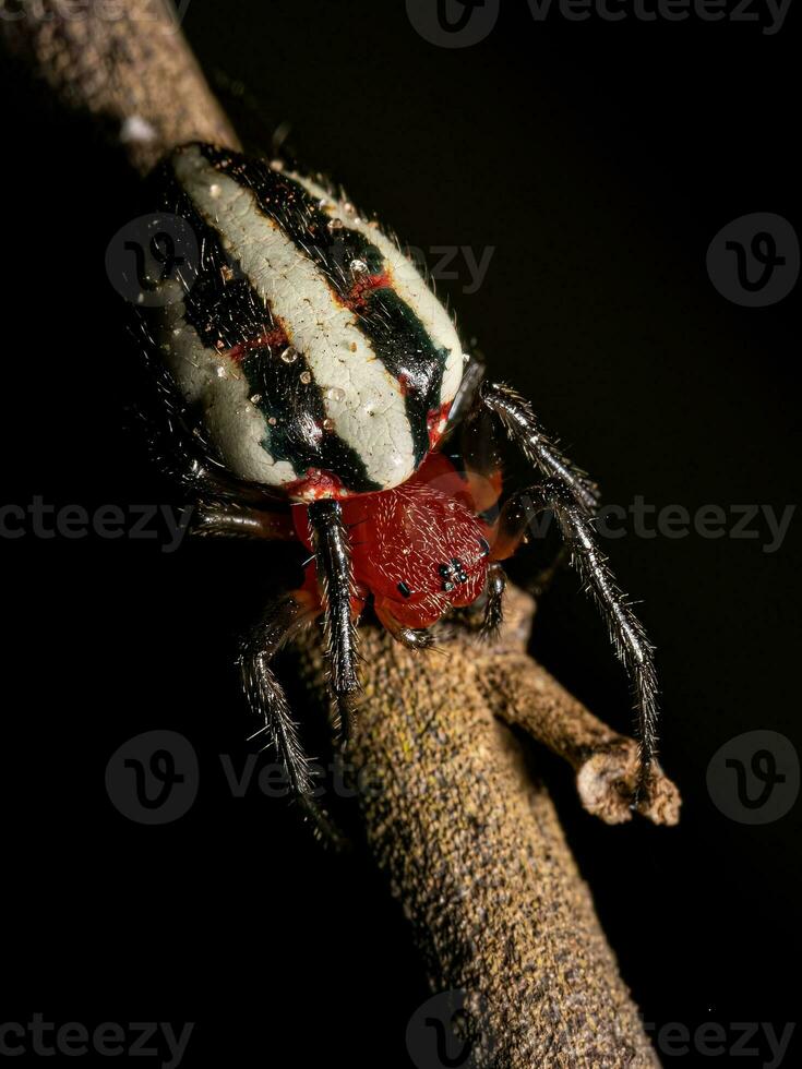 araña tejedora orbital típica adulta foto