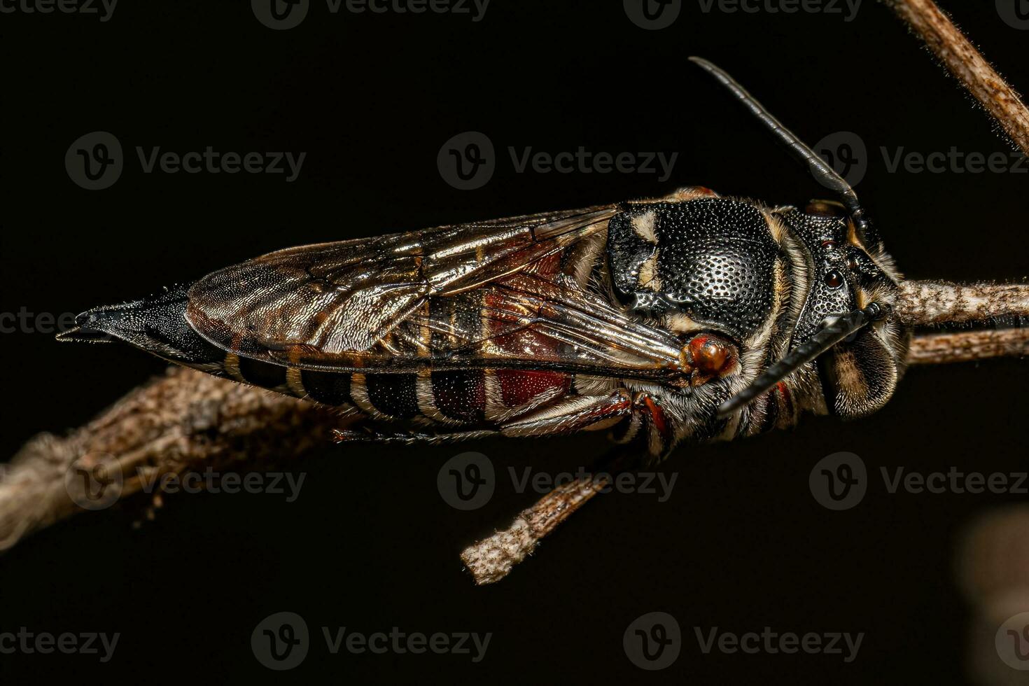 Adult Sharptail Bee photo