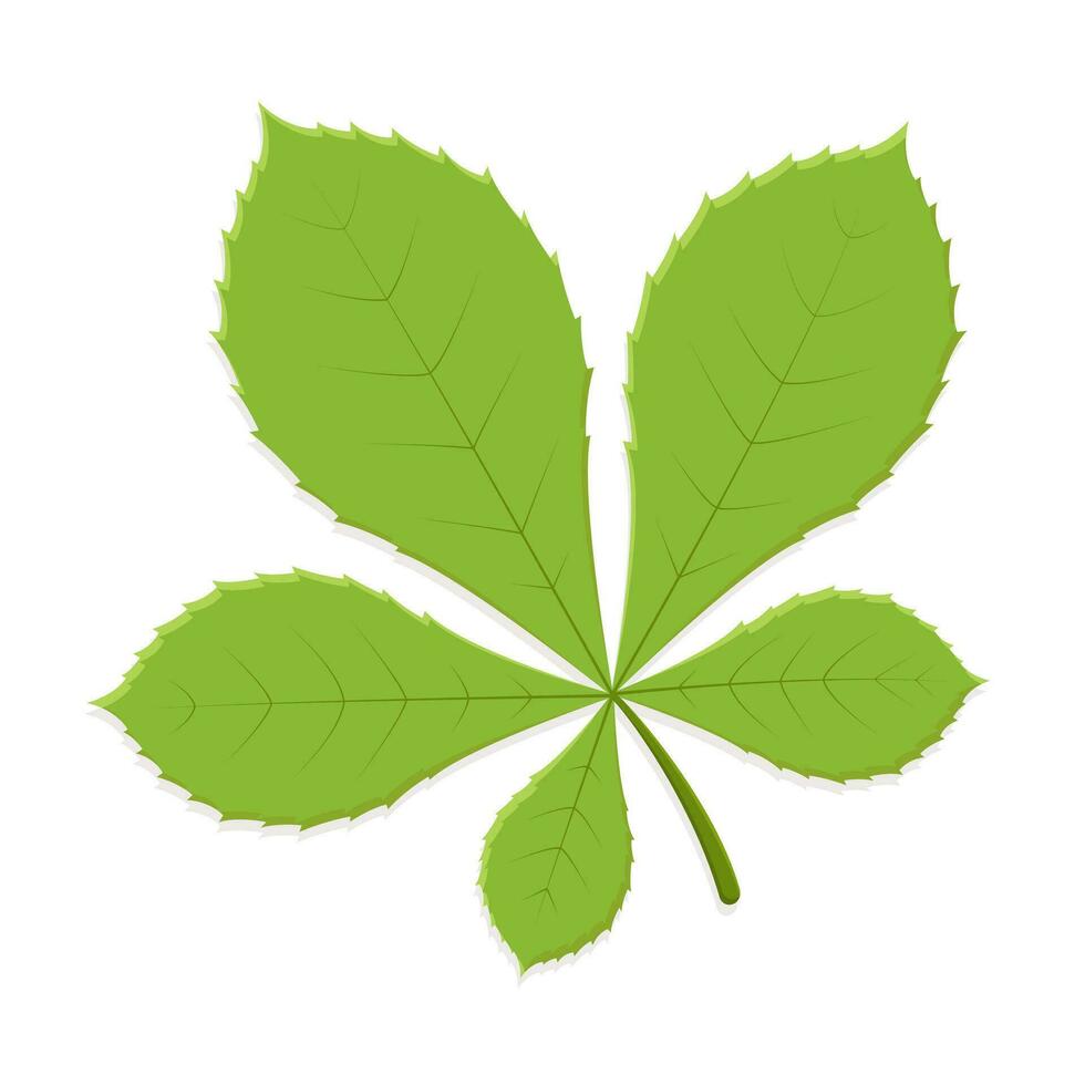 Chestnut leaf green vector