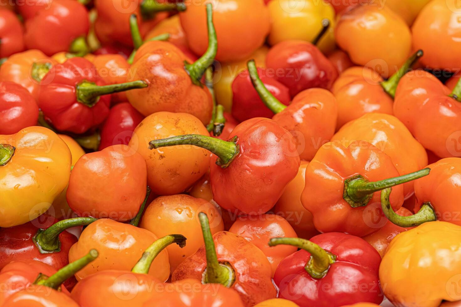 Set of collected pepper berries photo