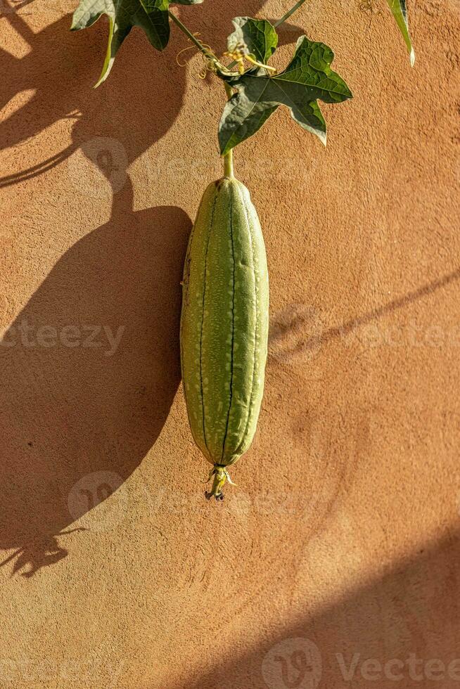 Sponge Gourd Plant Fruit photo