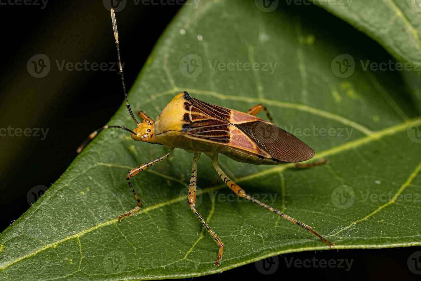 Adult Leaf-footed Bug photo