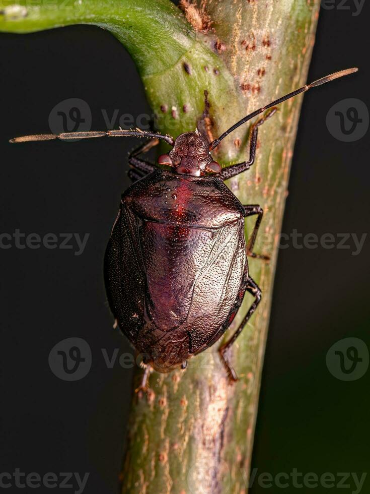 Adult Stink bug photo