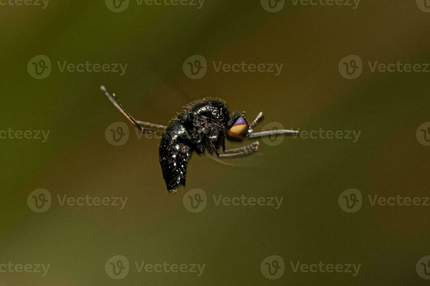 Adult Bee Fly photo