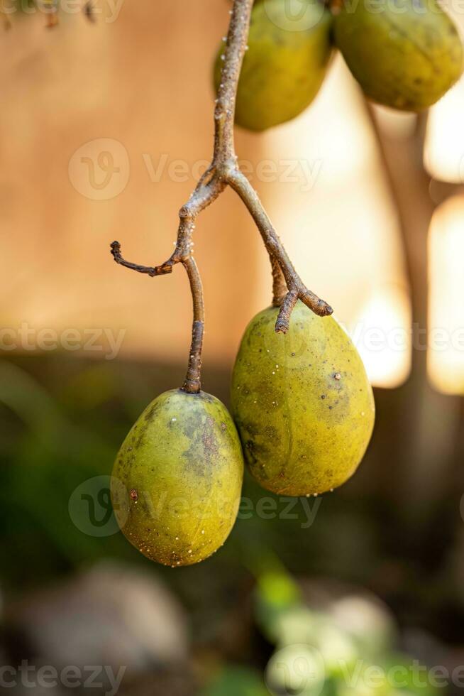 fruta del árbol de mombins foto