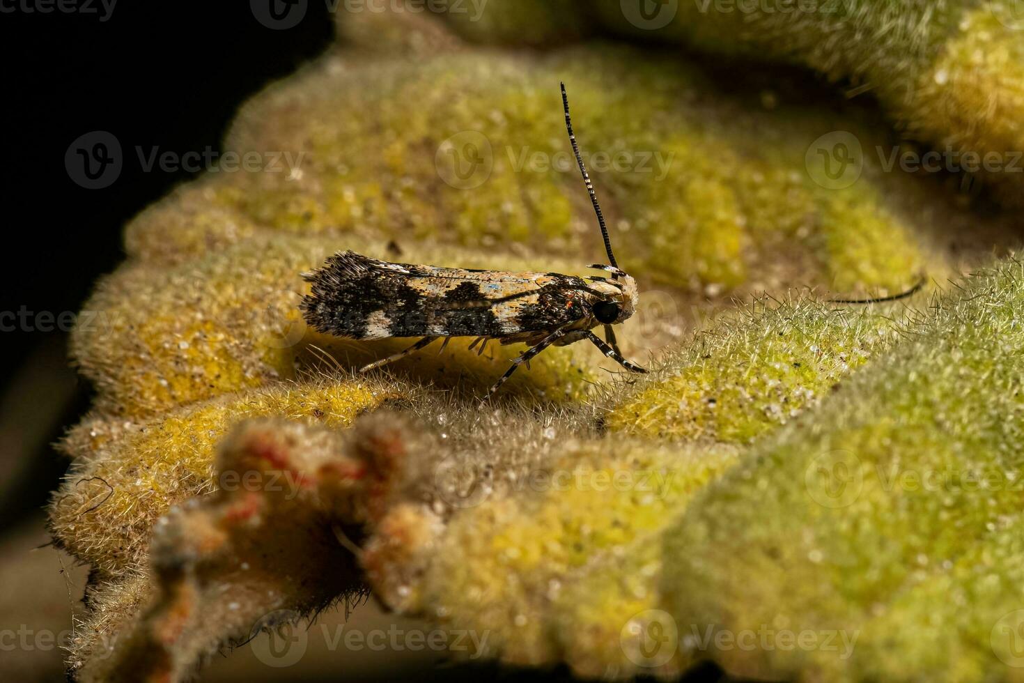 Adult Twirler Moth photo