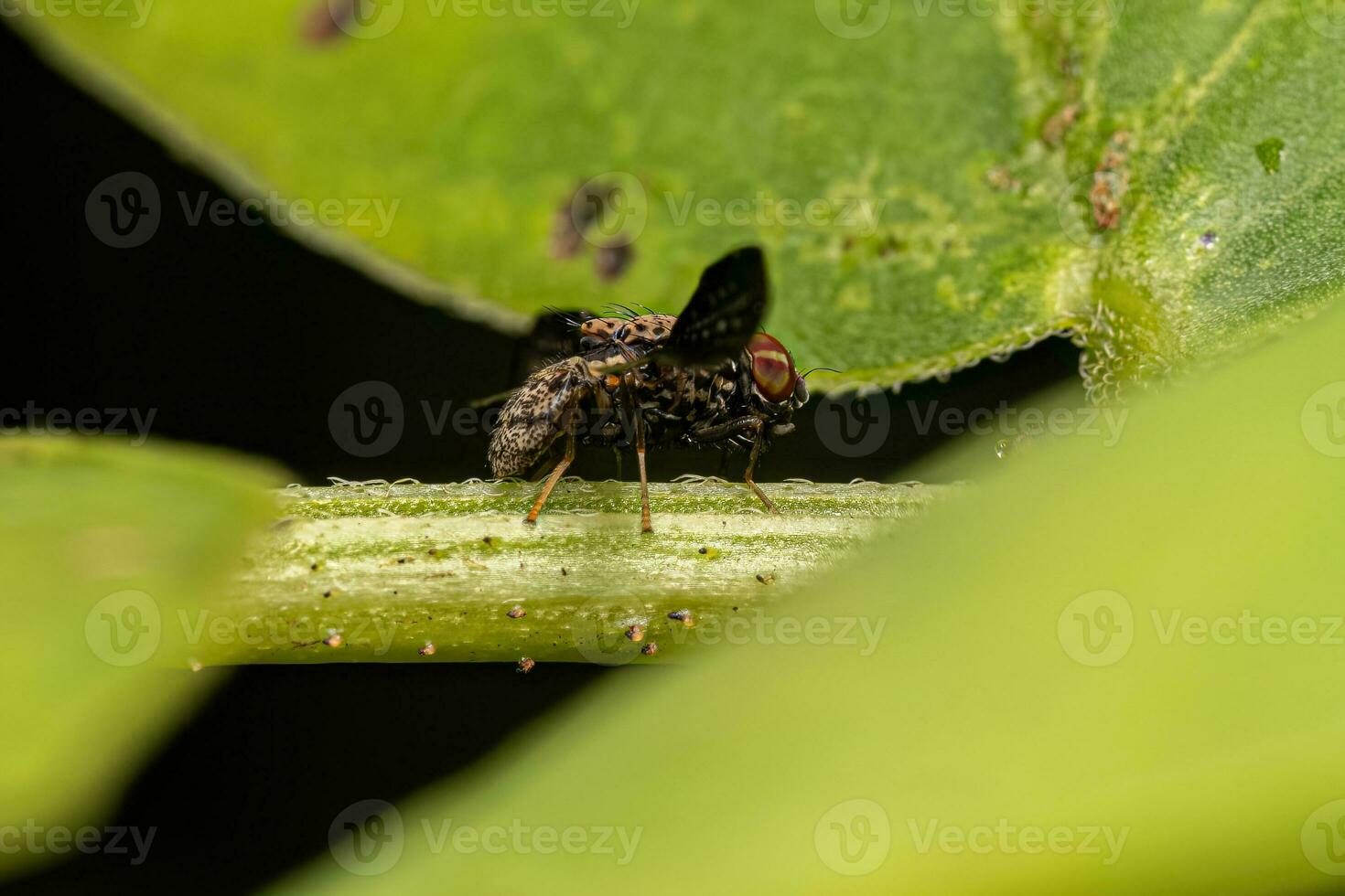 mosca de alas picudas adulta foto