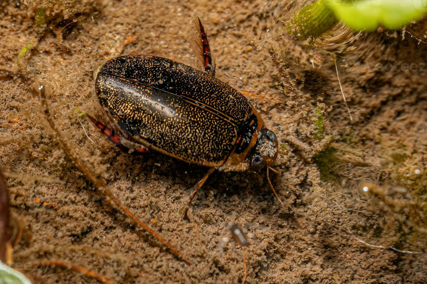 Adult Predaceous Diving Beetle photo