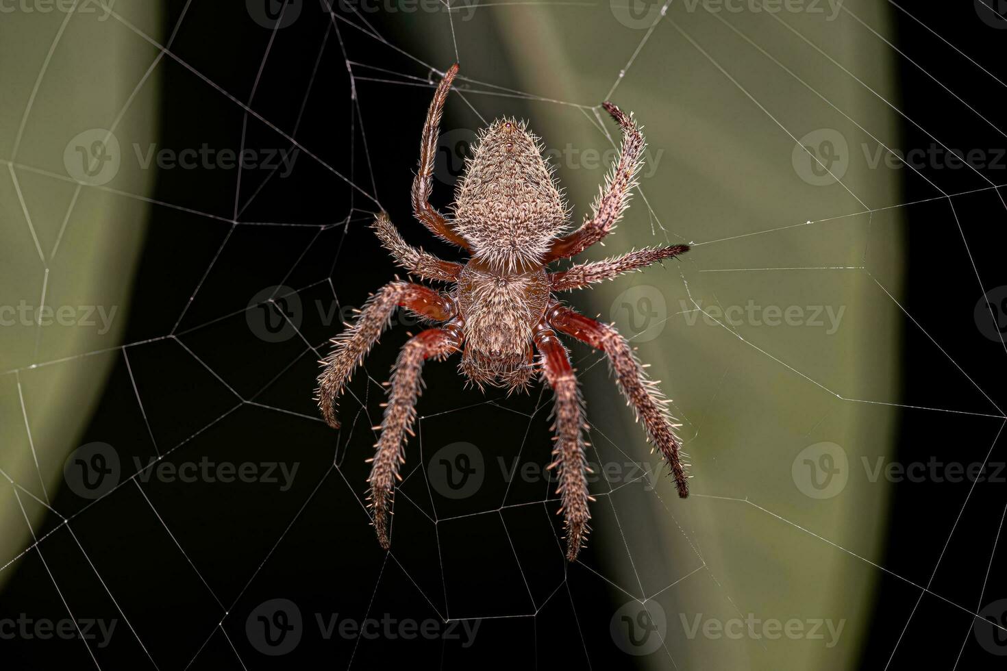 Adult Typical Orbweaver photo