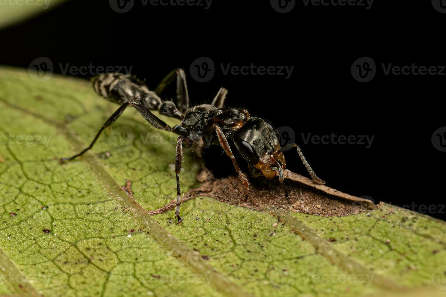 Adult Female Twig Ant photo