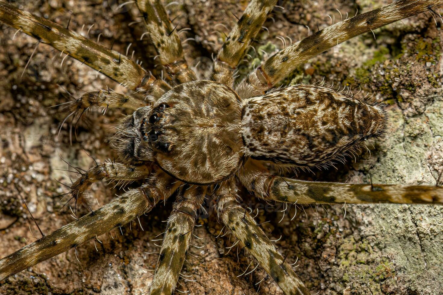 Small Trechaleid Spider photo