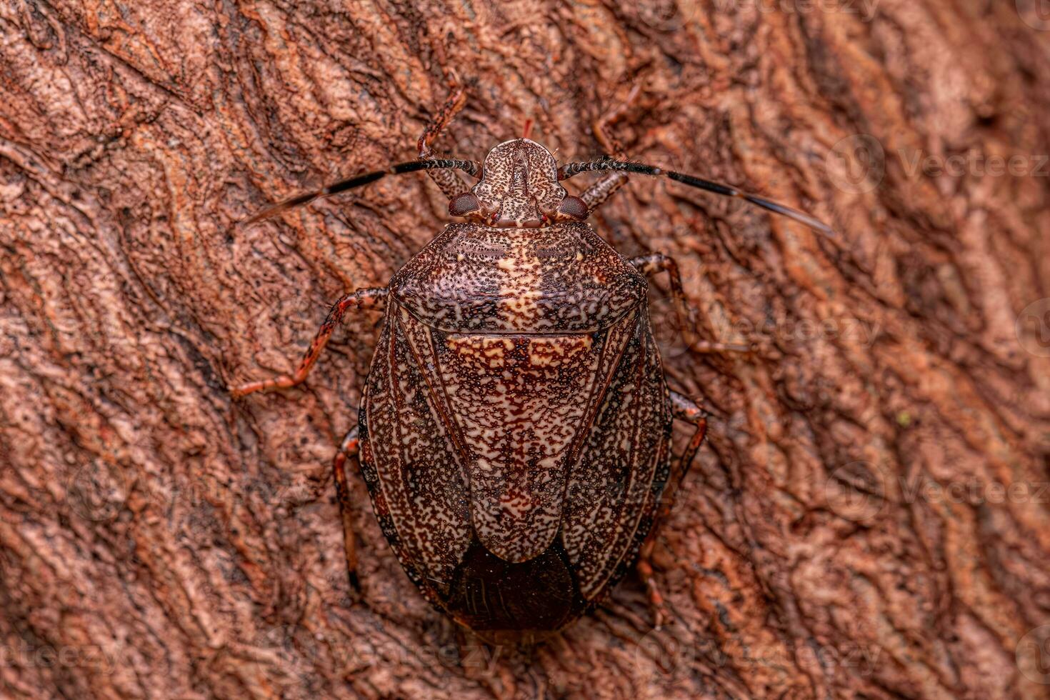 Adult Stink bug photo