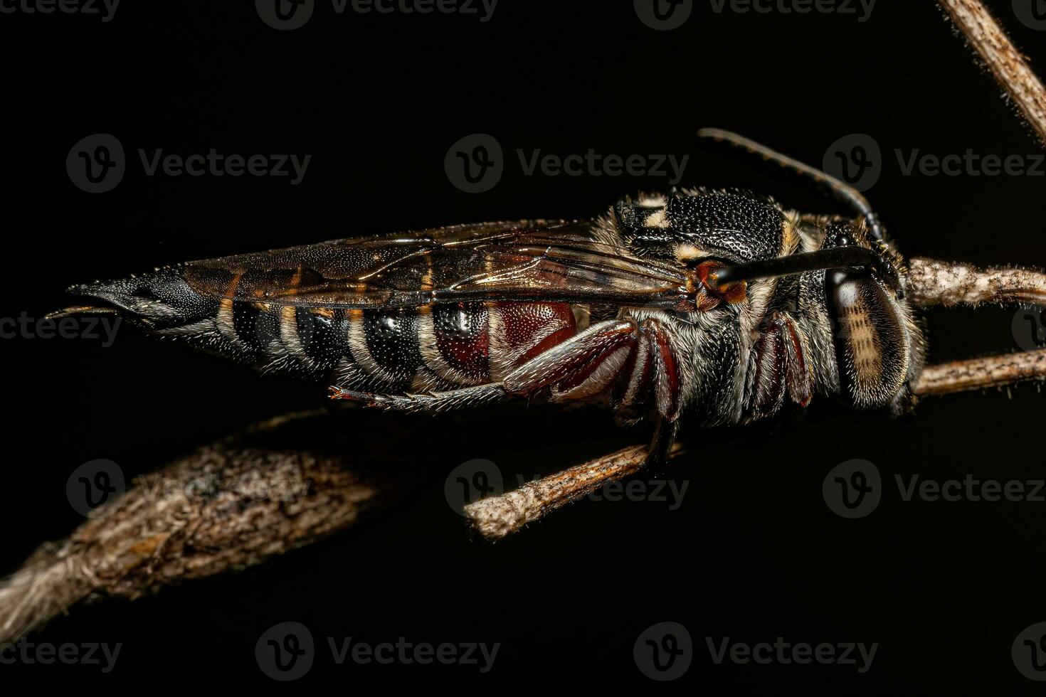 Adult Sharptail Bee photo