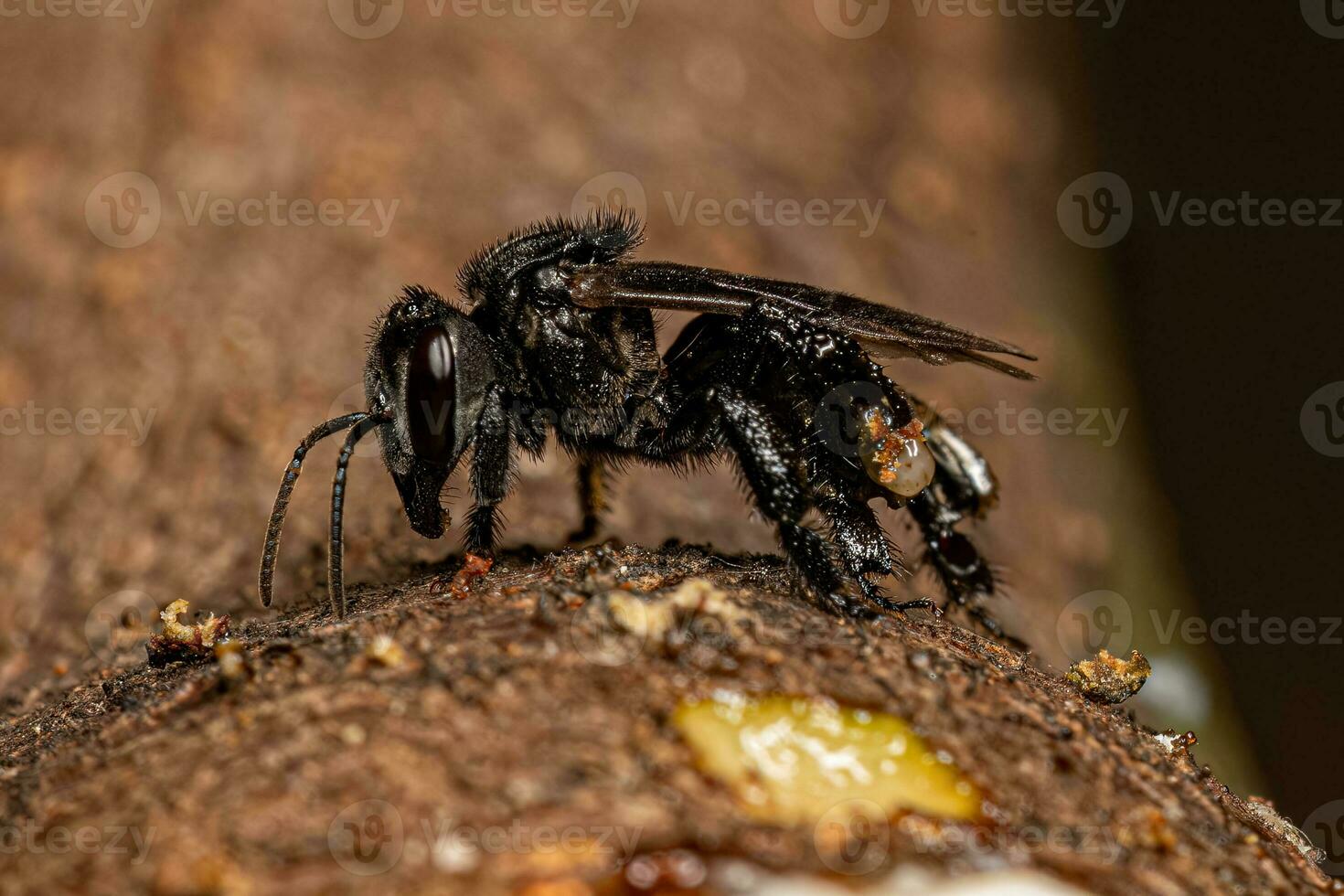 Adult Stingless Bee photo