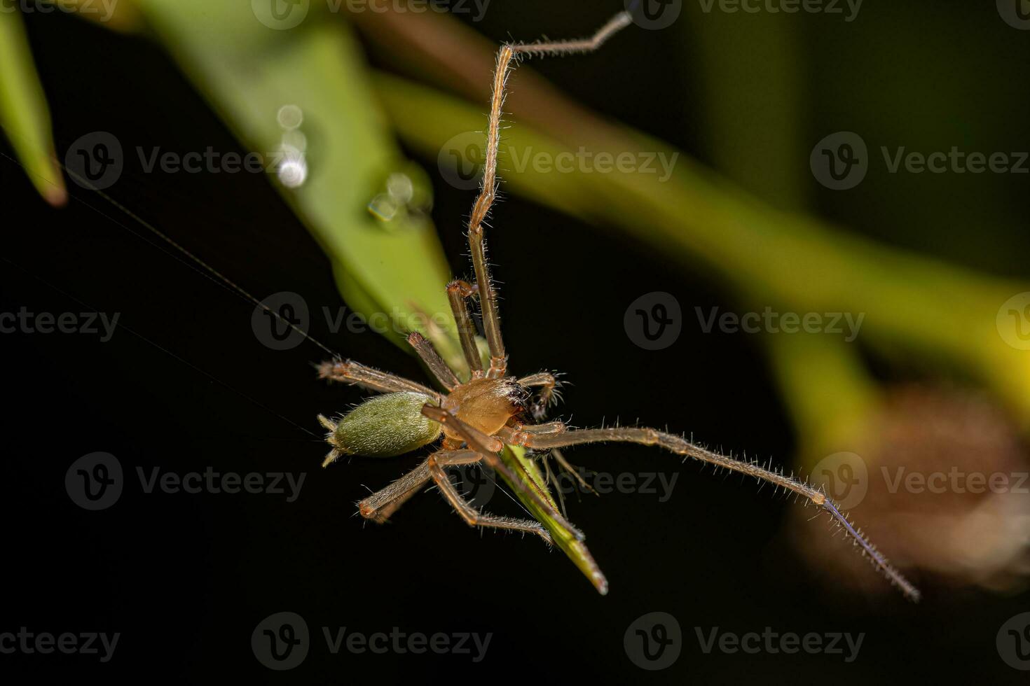 Adult Male Long legged Sac Spider photo