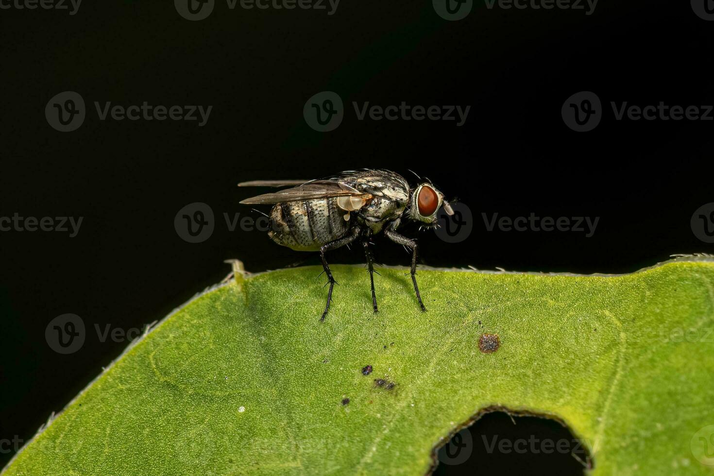 mosca de la carne adulta foto