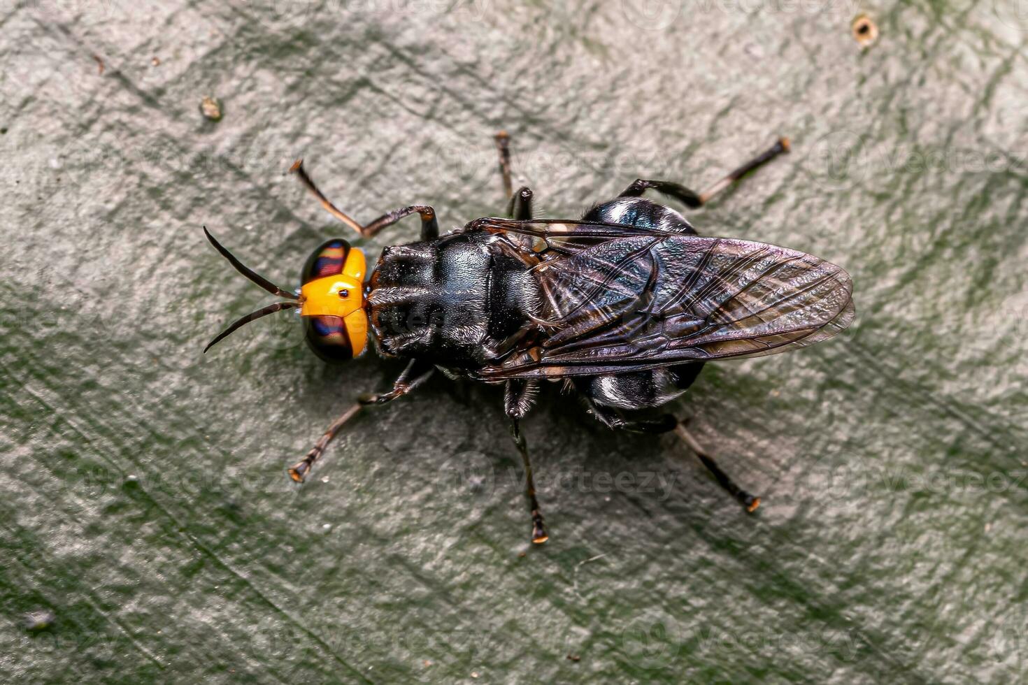Adult Soldier Fly photo