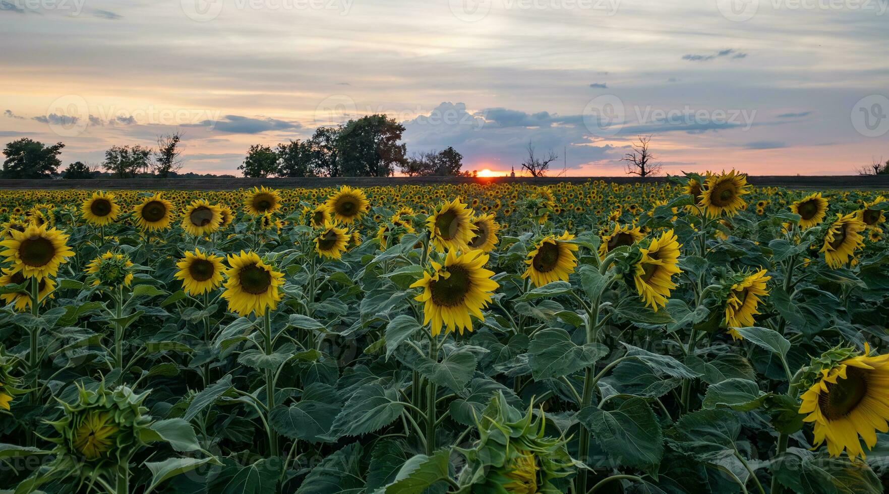 girasol campo a puesta de sol. hermosa naranja puesta de sol terminado el girasoles campo. girasoles paisaje. foto