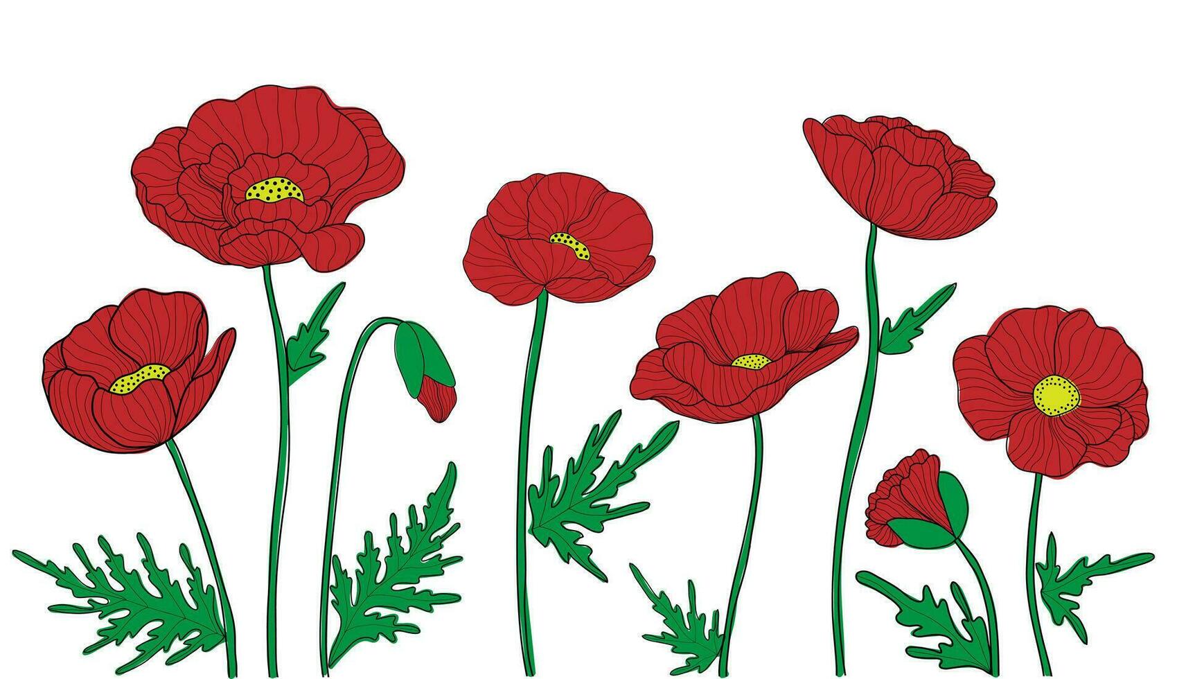 Hand drawn red poppy flowers on white background vector