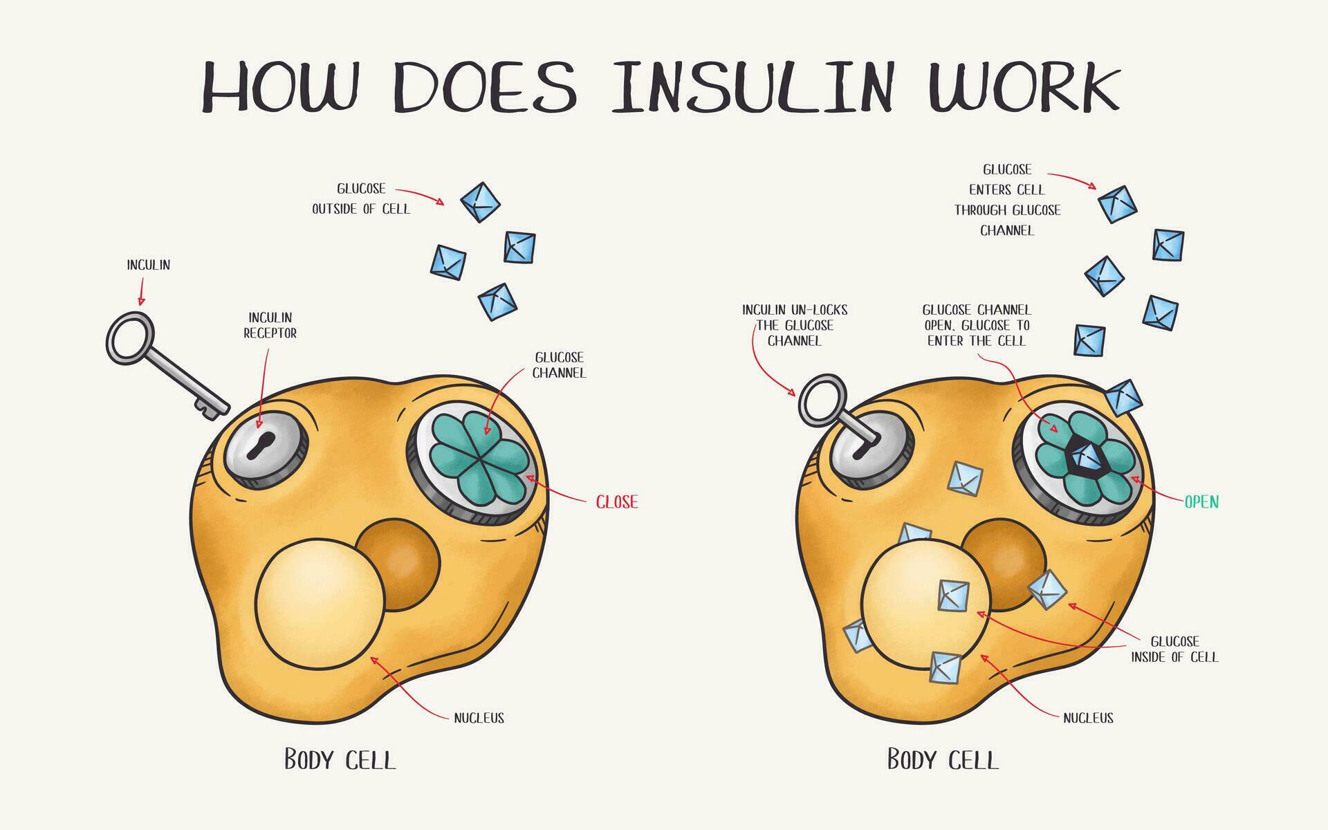 Hand drawn vector illustration explaining how does insulin work 26761245 Vector Art at Vecteezy