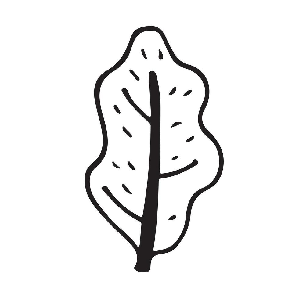 Vector isolated doodle illustration of oak leaf in line art style.