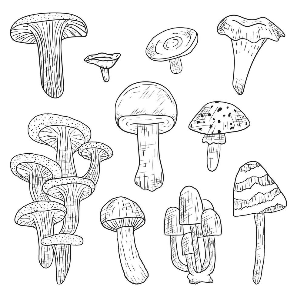 Set of vector isolated doodle forest edible and poisonous mushrooms in line art style.