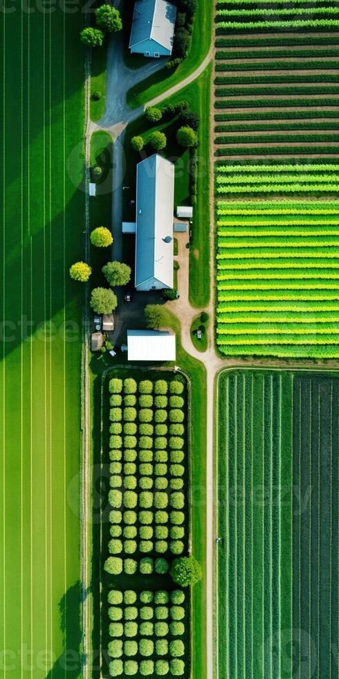 , Farm landscape, agricultural fields, beautiful countryside, country road. Nature Illustration, photorealistic top view drone, vertical format photo