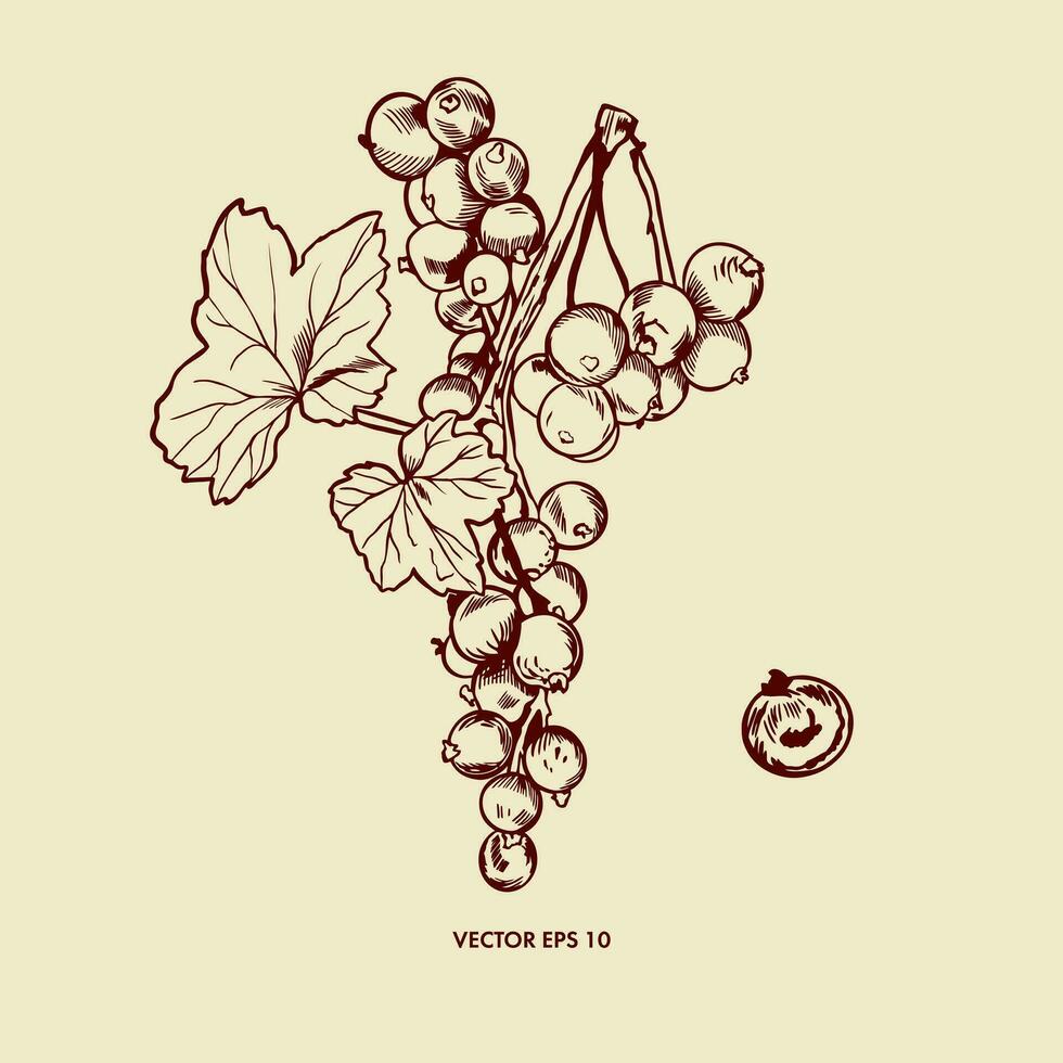 Redcurrant, twig and leaves of currant. Vector illustration of a berry in a graphic style. Design element for greeting cards, invitation, summer banners, food labels.