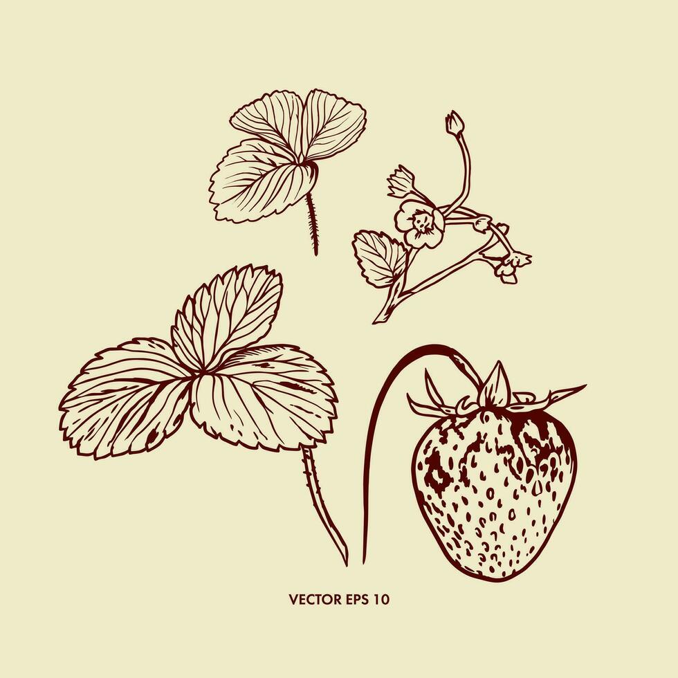 baya, flores y hojas de fresa. vector ilustración de un baya en un gráfico estilo. diseño elemento para saludo tarjetas, invitación, verano pancartas, comida etiquetas.
