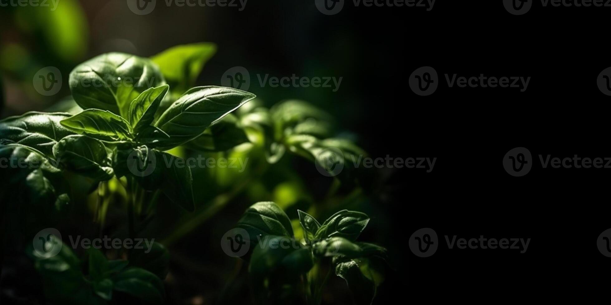 albahaca planta con verde hojas en oscuro antecedentes. Fresco hierbas para cocinando, usado en cocinas mundial. ocimum basilicum. salud comiendo. bandera, Copiar espacio para texto. generativo ai. foto