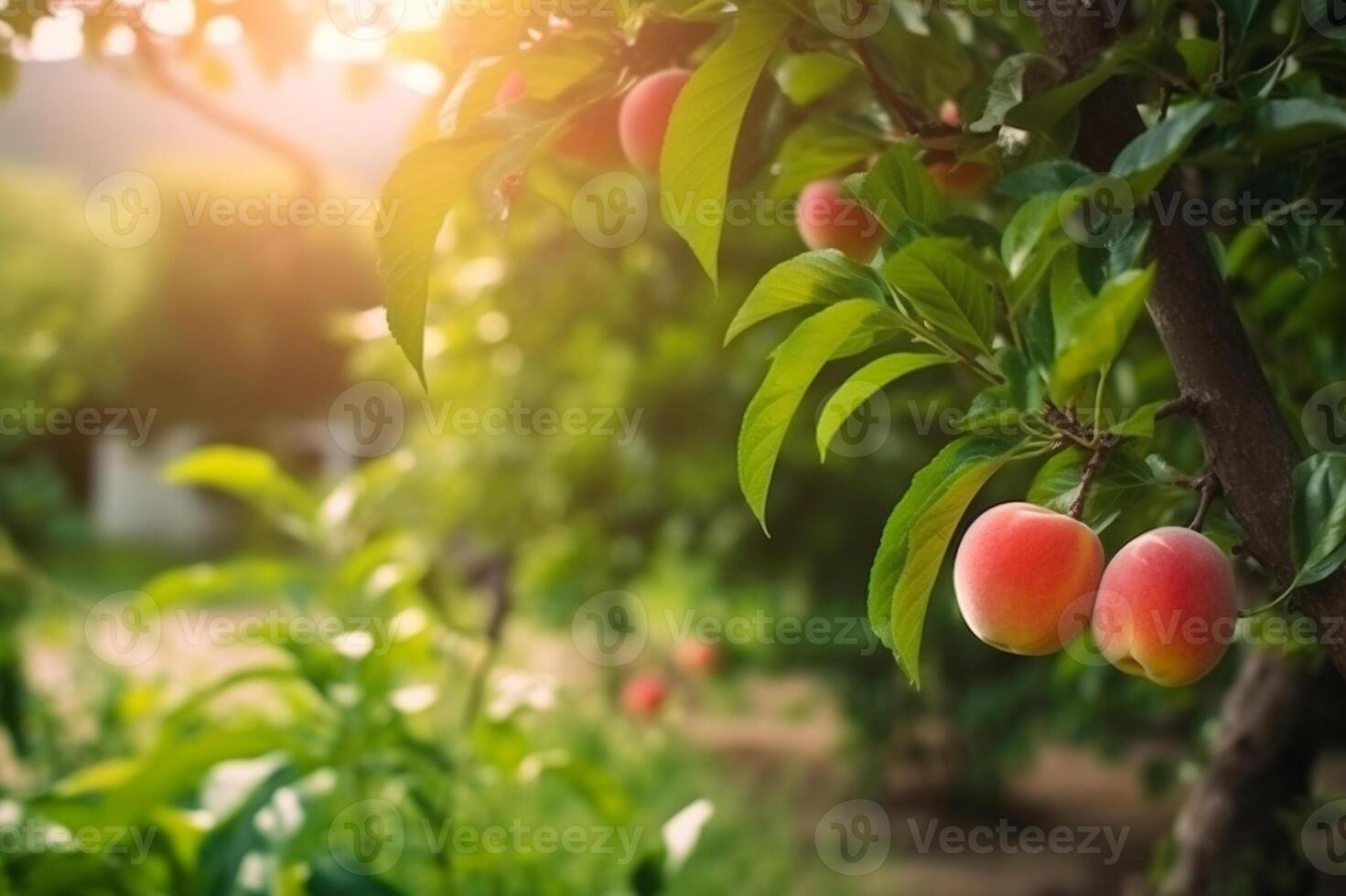 Peaches growing on a tree in the summer. Fresh peaches  on tree branches. Delicious and healthy organic nutrition. Natural Fruit. Garden with ripened fruits. Copy space. Generative AI. photo