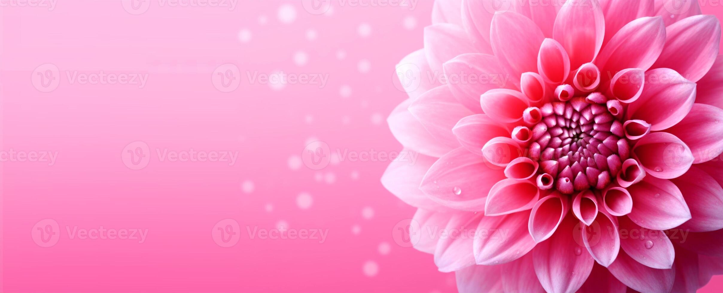 close up of beautiful flower on pink background and copy space, generative ai photo