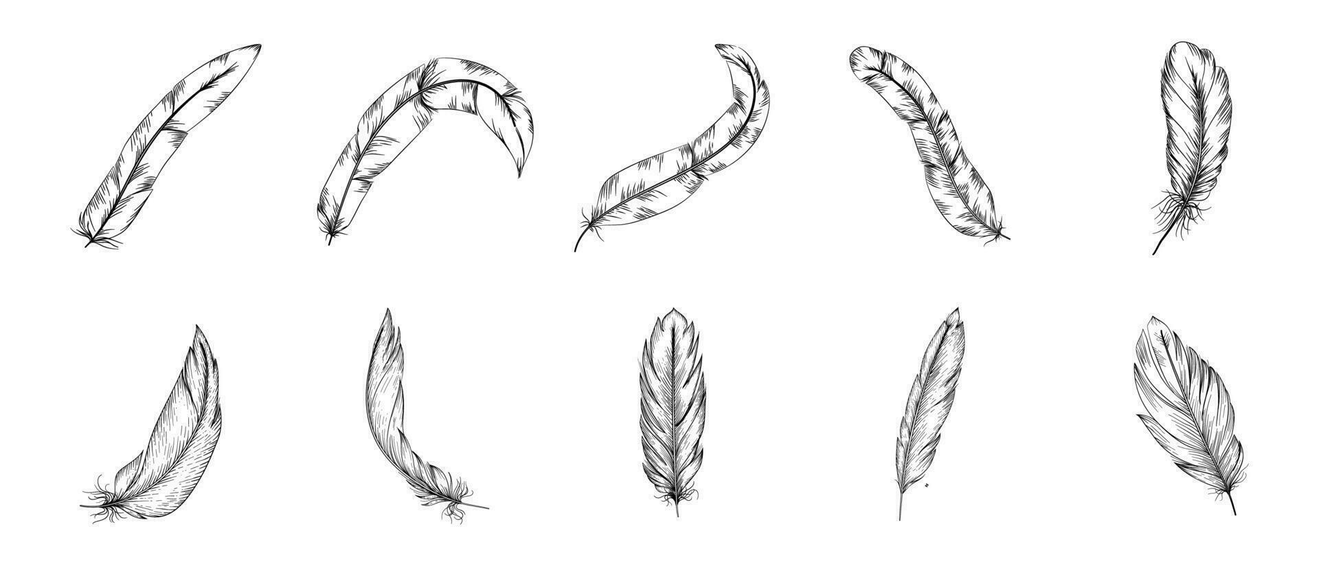 Hand Drawn Feather Illustration Vector Set