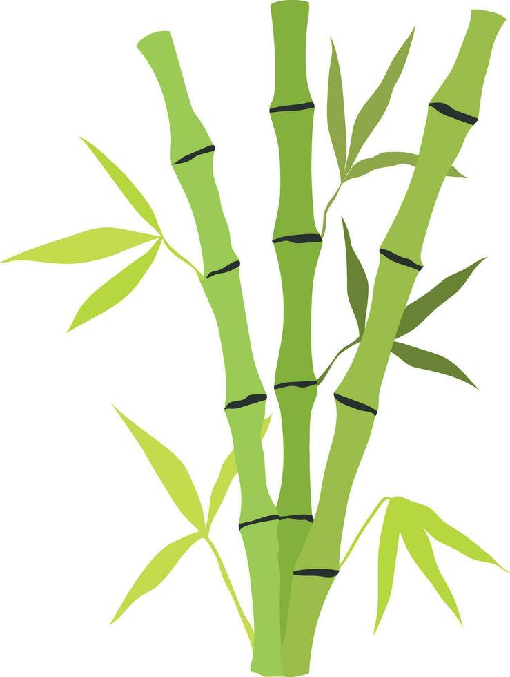 Hand drawn bamboo stem and leaves. Botanical illustration isolated on white background. Vector art