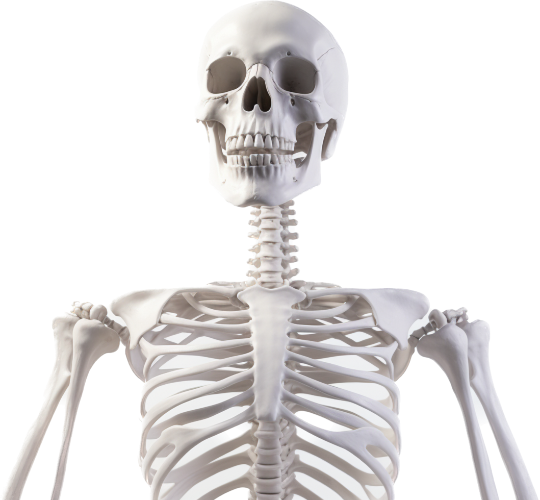 esqueleto png com ai gerado.